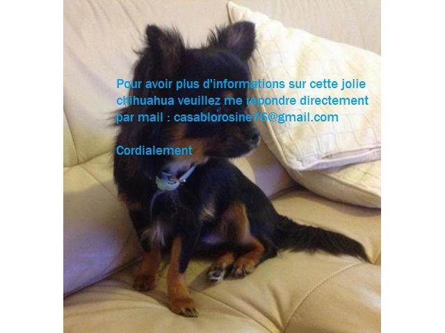 Photo Adorables chiots chihuahua Pure Race image 1/1