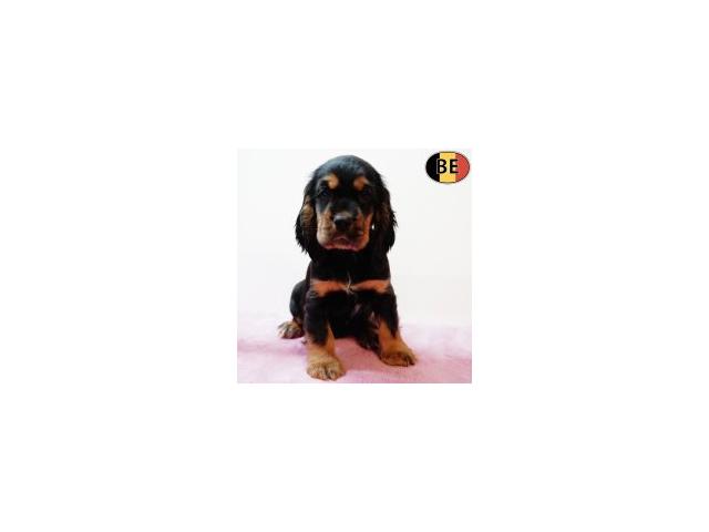Adorables chiots Cocker Anglais noir&feu, noir