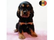 Annonce Adorables chiots Cocker Anglais noir&feu, noir