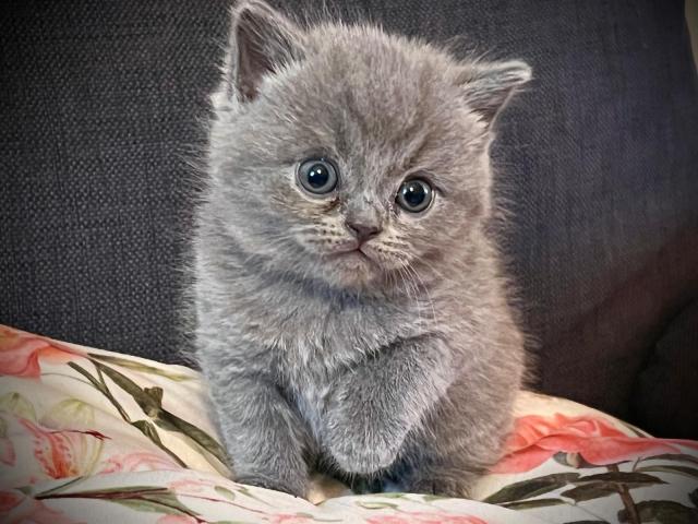 Adorables Scottish Bleus – Oreilles Pliées ou Droites, Un Amour de Chatons !