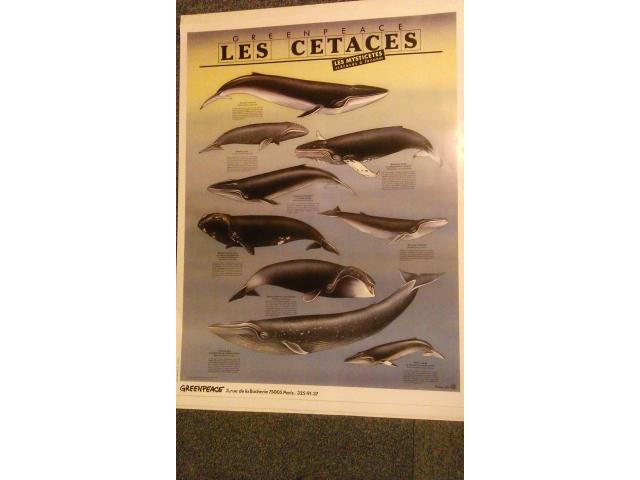 affiche / divers