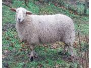 Annonce Agnelle à vendre