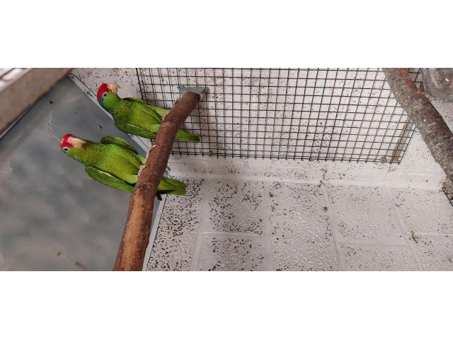 Amazona viridigenalis