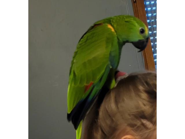 Amazone a front bleu