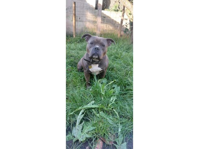 American bully