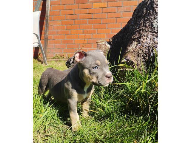 American Bully ABKC Pocket/Petit Standard