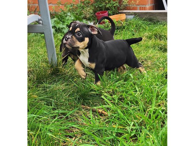 American Bully ABKC Pocket/Petit Standard