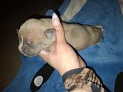 Annonce american bully pocket