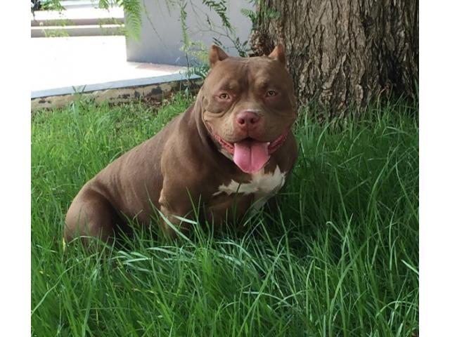 american bully pocket extreme