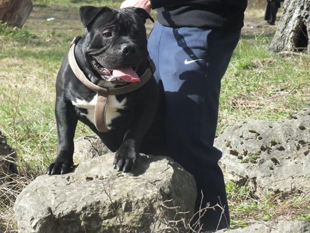 Photo american bully pour saillie image 1/3
