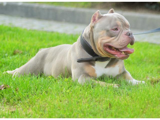 american bully pour saillie