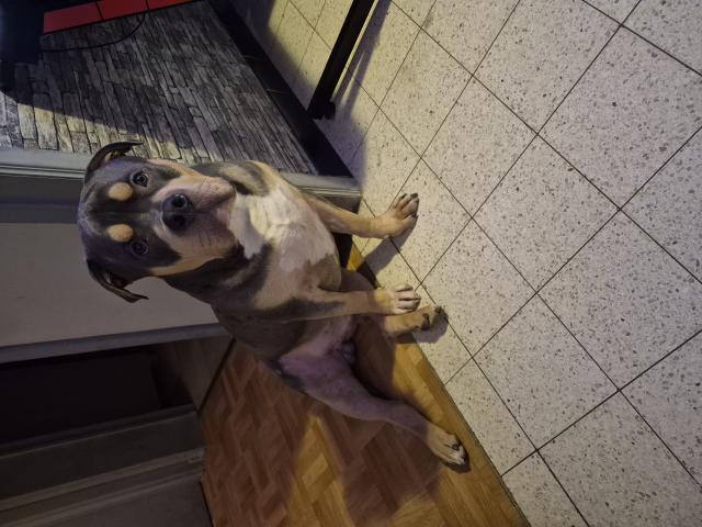 American bully XL