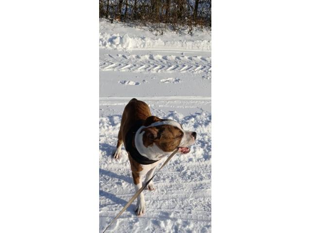 Amstaff a donner