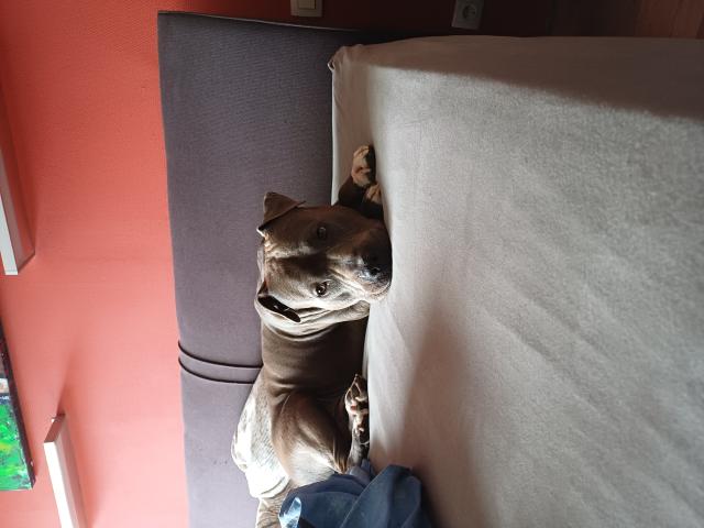 Amstaff mâle