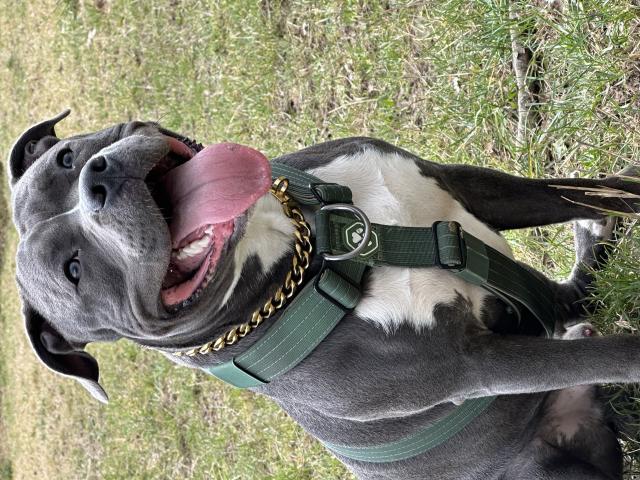 Amstaff mâle disponible pour saillie