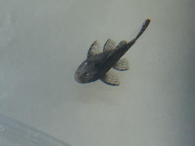 Photo Ancitrus noir tache blanche image 1/2