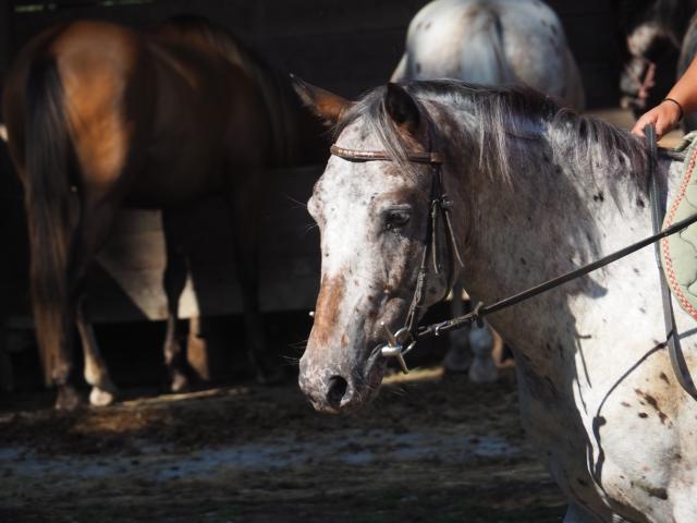 appaloosa 5 ans