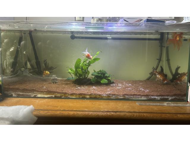 aquarium avec voile de Chine