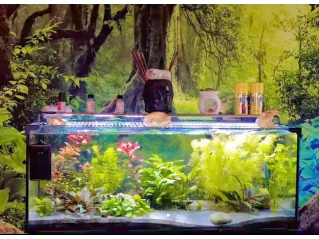 Aquarium complet 80 litres