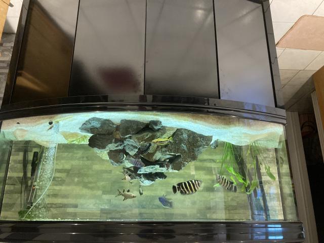 Aquarium de 450L tout complet avec meuble