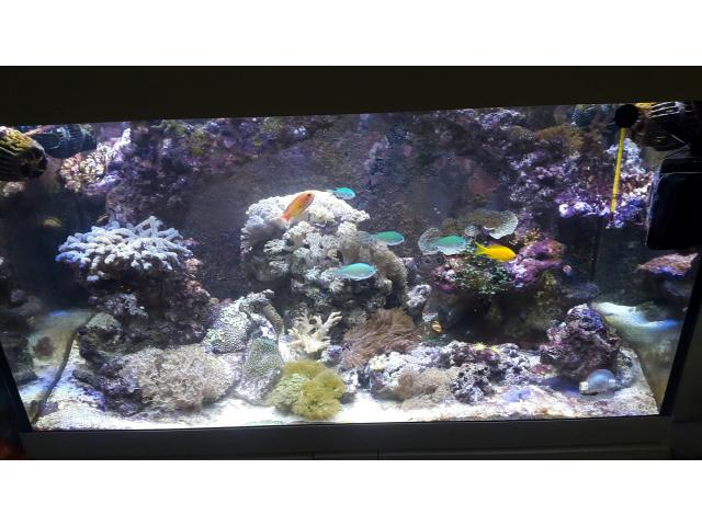 aquarium de mer aquamedic magnifica 100