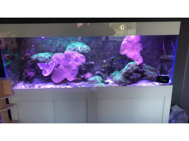 Aquarium marin 450 L sur meuble
