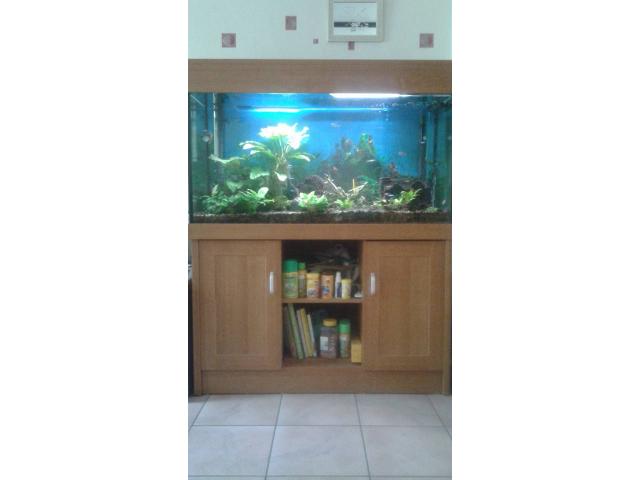aquarium meublé