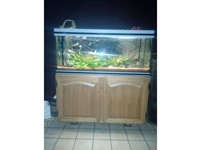 Aquarium+poisson d eau douce