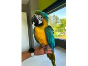 Annonce Ara Ararauna (2,5 ans)
