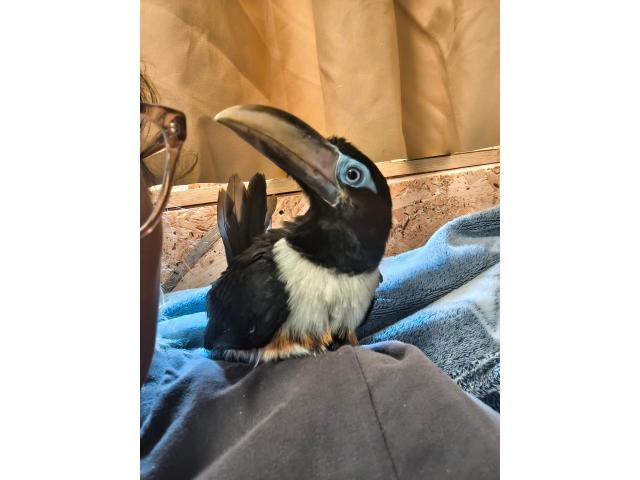 Araçari (Toucan) EAM