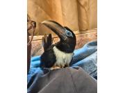 Annonce Araçari (Toucan) EAM