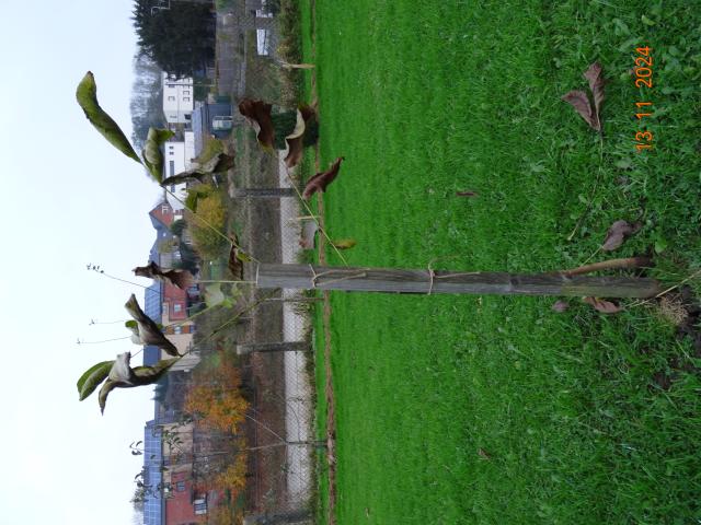 Arbre noyer 1,20 m de hauteur