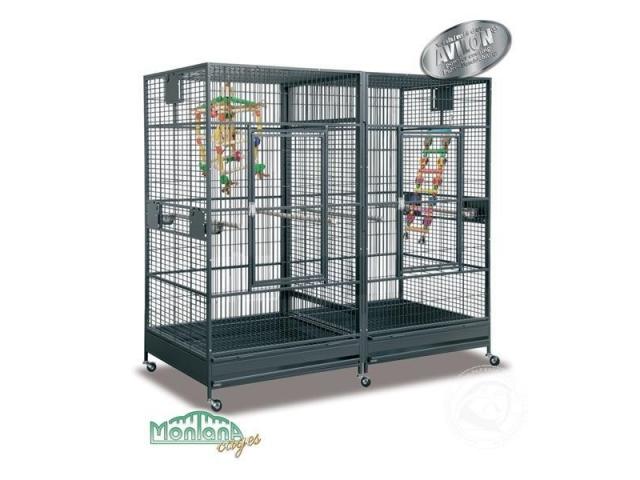 Arkansas II couleur perroquet cage