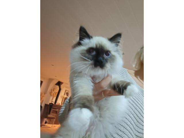 Photo audecollet007@gmail.com image 1/3