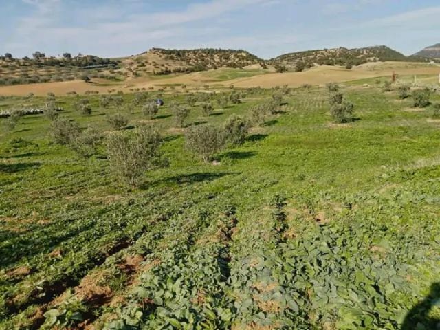 AV terrain 7800m avec oliviers à hammamet sud