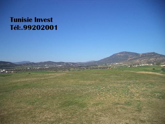 Photo av terrain agricole 17900m avec titre bleu a hammamet image 1/2