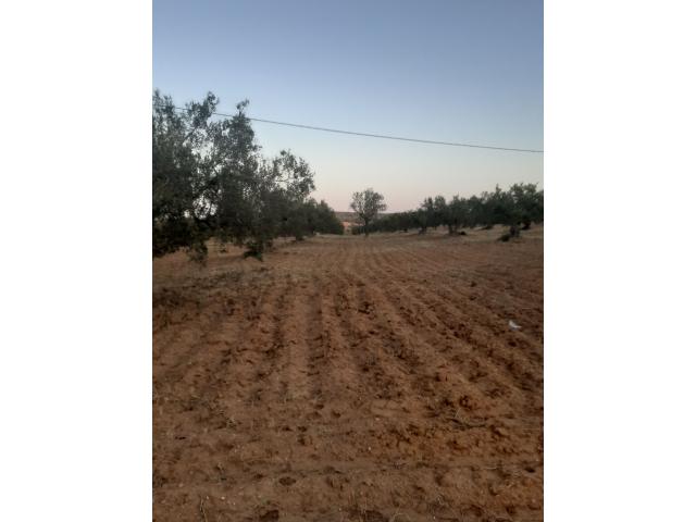 Photo av terrain agricole de 15000m² a hammamet image 1/3