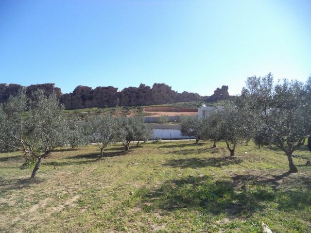 Photo av terrain de 1030m a monchar hammamet image 1/3