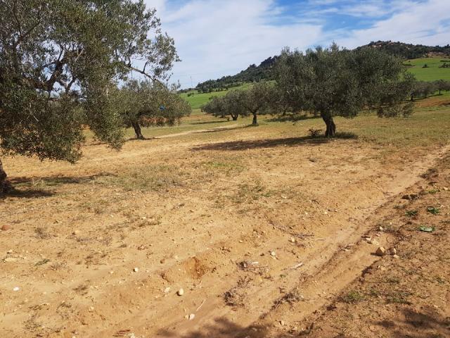 Photo av terrain de 3000m a hammamet sud image 1/2