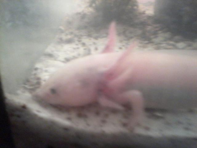 Photo axolotl image 1/4