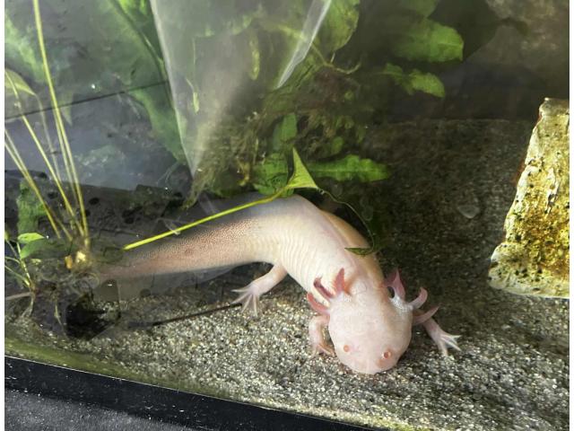 Axolotl