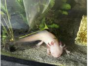 Annonce Axolotl