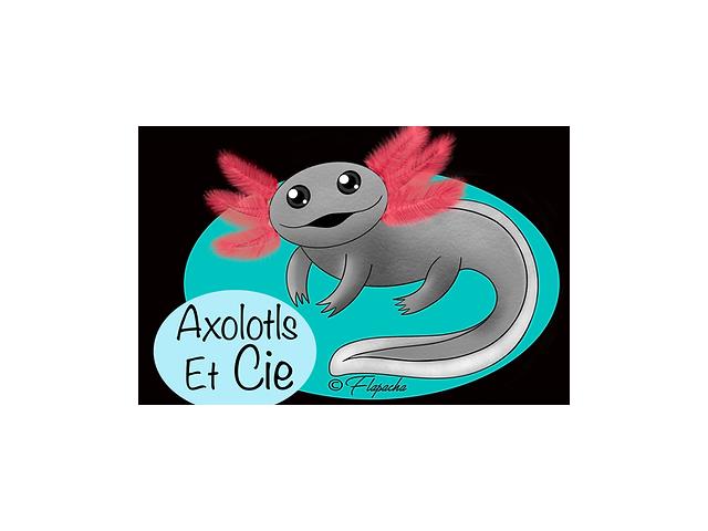 Axolotl à vendre 14000caen