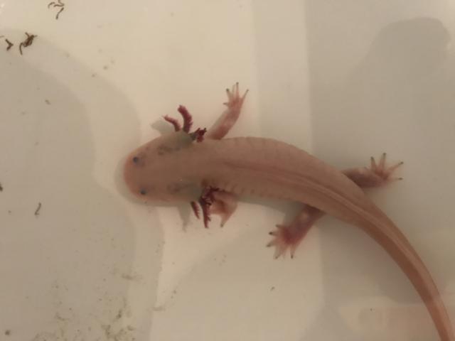 Photo Axolotl adulte a donner image 1/2