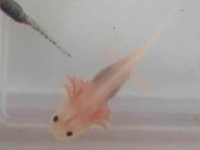 Photo Axolotl bébé image 1/3