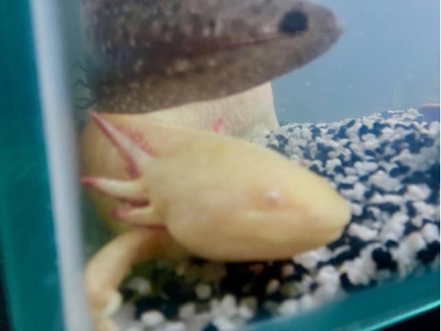 axolotl mélanique albinos doré, axolotl grise
