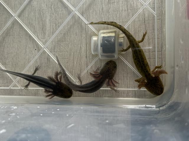 Axolotls mélanique noir/sauvage