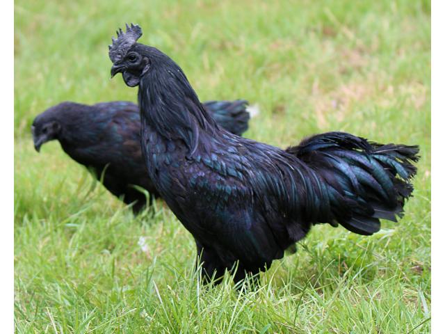 Ayam Cemani