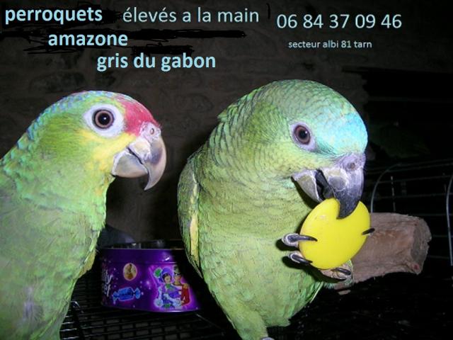 Photo BB perroquets gris du gabon et amazone EAM image 1/2