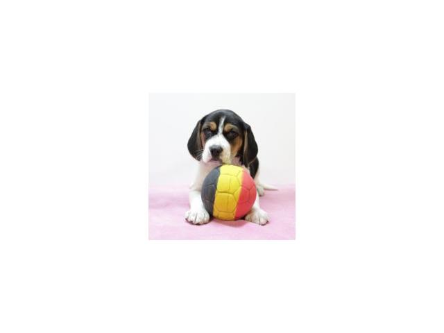 Beagle - chiot tricolor noir & tricolor bleu